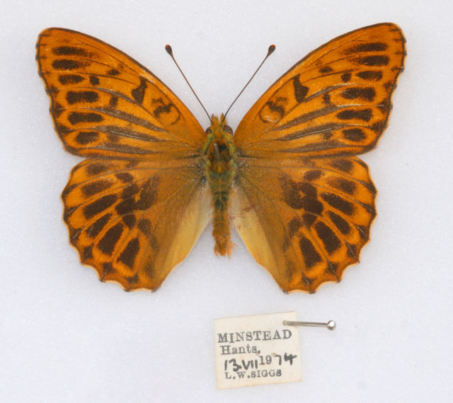 Argynnis paphia male (silver-washed fritillary confluens aberration minstead hampshire 1974) (Internet Image property of respective owner, non-commercial use only)